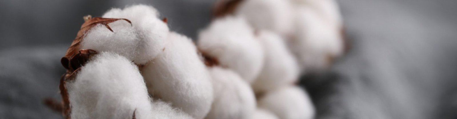 raw_cotton